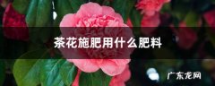 茶花施肥用什么肥料，茶花施肥过多怎么办,种茶花用什么肥料最好？
