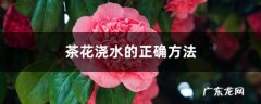 茶花浇水的正确方法，茶花浇水多了怎么补救,茶花的浇水技巧？