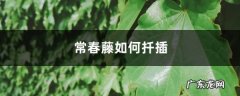 常春藤如何扦插,常春藤的扦插方法和注意事项？