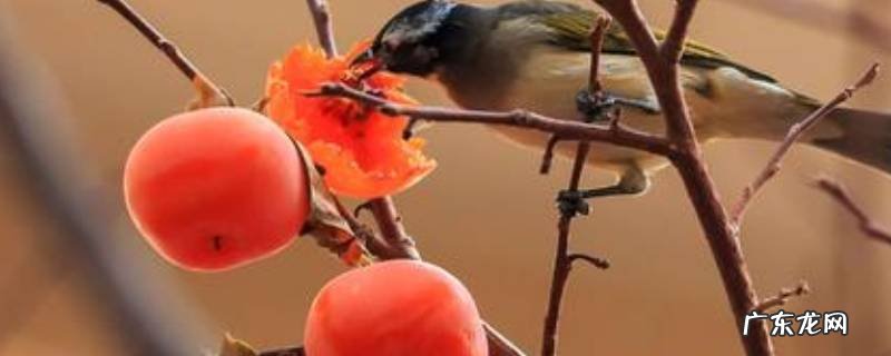 柿子要不要剥皮,柿子要不要剥皮晒干