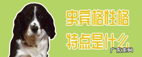 史宾格犬 史宾格性格特点是什么