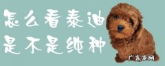 怎么辨别泰迪犬纯不纯 怎么看泰迪是不是纯种