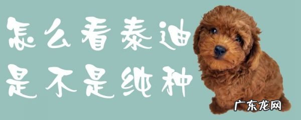 怎么辨别泰迪犬纯不纯 怎么看泰迪是不是纯种