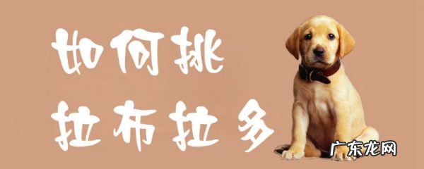 如何挑选一只好的拉布拉多 如何挑拉布拉多