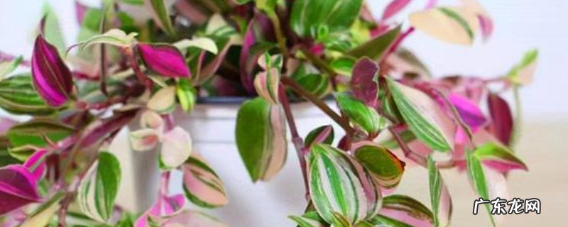 紫罗兰吊兰怎么养 紫露兰盆栽吊兰怎么养
