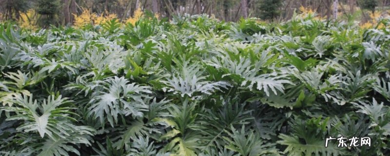 龟背竹换盆时间及注意事项 龟背竹10月份能换盆吗