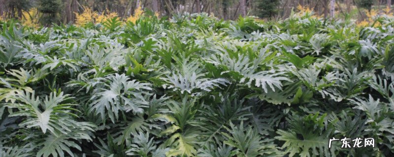 龟背竹为什么打卷 龟背竹叶子不舒展打卷