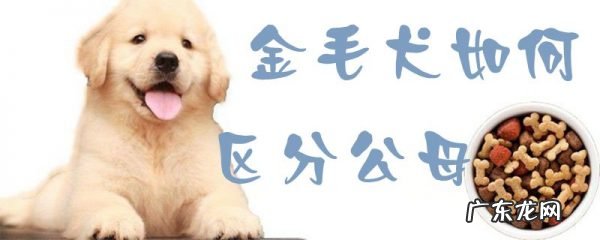 金毛犬公母有什么区别 金毛犬如何区分公母