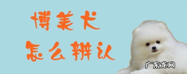 博美犬怎么选好品种 博美犬怎么辨认
