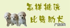 比熊纯种和不纯的图片 怎样挑选比熊幼犬
