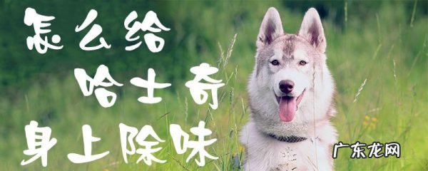 幼犬除味 怎么给哈士奇身上除味