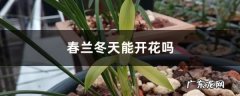 春兰冬天能开花吗,广西能养春兰吗？