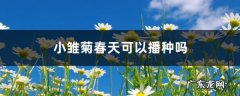 小雏菊春天可以播种吗,小雏菊播种时间及方法？