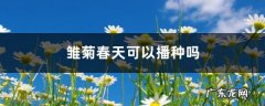 雏菊春天可以播种吗,小雏菊种植方法全过程？