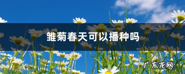 雏菊春天可以播种吗,小雏菊种植方法全过程?