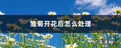 雏菊开花后怎么处理,乒乓菊开花后如何修剪？