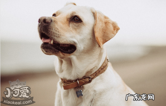 十大适合家养的狗 拉布拉多的缺点有哪些