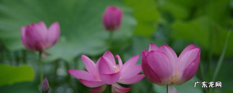 种植荷花的步骤 盆栽荷花的种植方法和注意事项