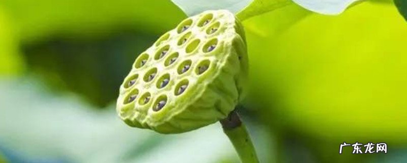 莲蓬有什么寓意 莲蓬的花语和寓意