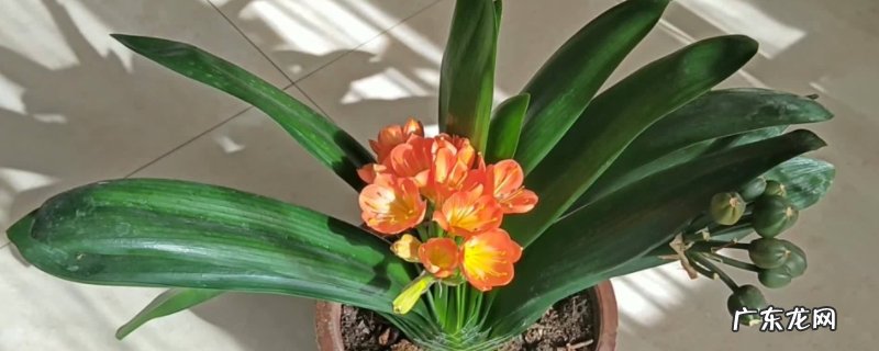 君子兰零度能冻死吗 君子兰零下2度会冻死吗