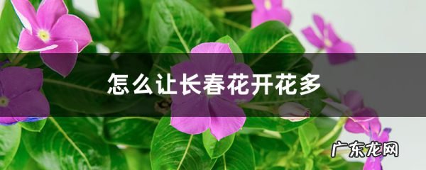 怎么让长春花开花多,开花后怎么修剪,茶花修剪图解?