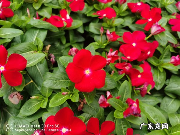 长春花如何播种,长春花种子催芽图解?