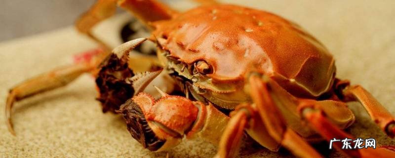 三两的螃蟹要蒸多久,三两的螃蟹要蒸多久才能吃
