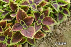 彩叶草怎么浇水,彩叶草叶子可以喷水吗？