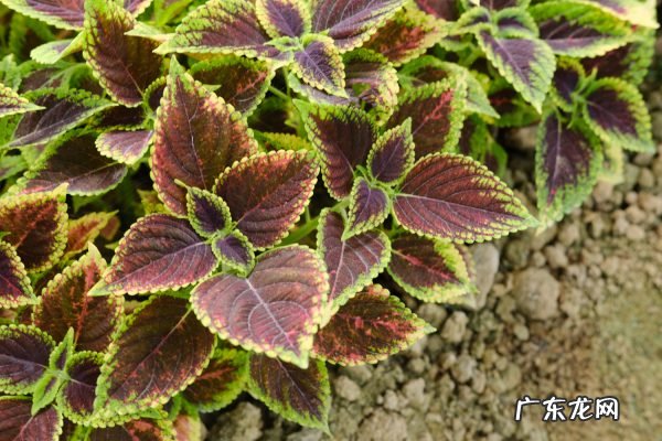 彩叶草怎么浇水,彩叶草叶子可以喷水吗?