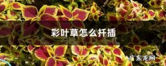 彩叶草怎么扦插,为什么彩叶草扦插不活？