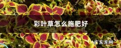 彩叶草怎么施肥好,彩叶草能活几年？