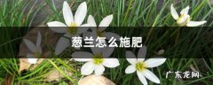 葱兰怎么施肥，什么时候开花,葱兰的花期？