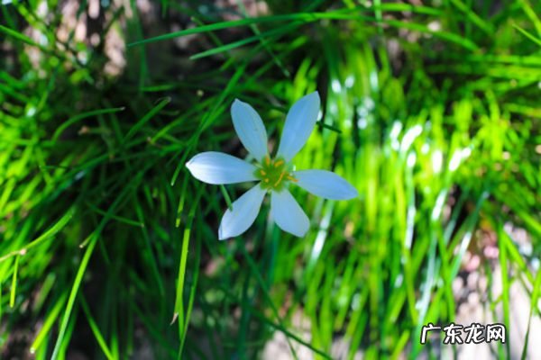 葱兰怎么浇水,葱兰图片?