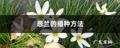 葱兰的播种方法,韭兰如何爆盆？