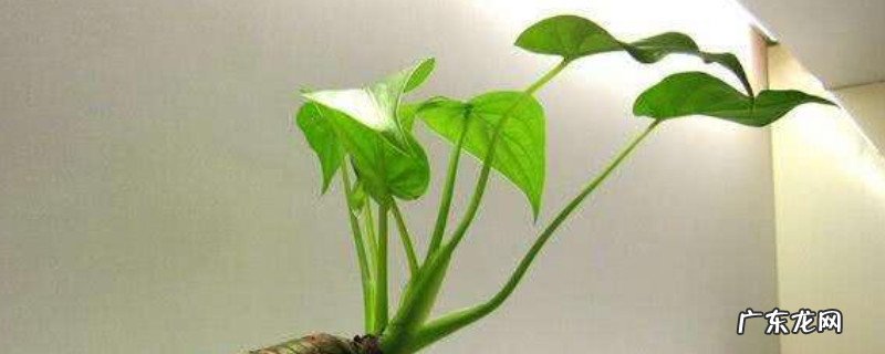 滴水观音开花吗,我家的咋开花了 滴水观音会开花吗开什么花