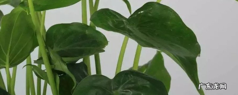 滴水观音可以除甲醛吗? 滴水观音可以除甲醛吗