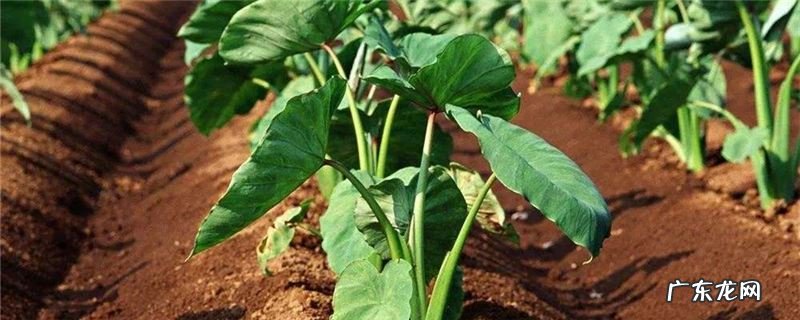 滴水观音有毒吗 能放在卧室里吗 滴水观音有毒吗