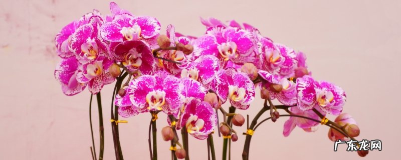 蝴蝶兰叶子溃烂 蝴蝶兰叶子腐烂是什么原因