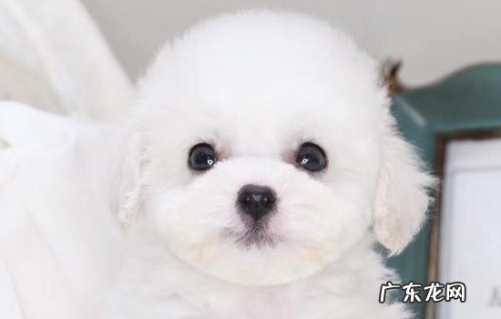 比熊为什么身上有花斑 比熊身上有黑斑