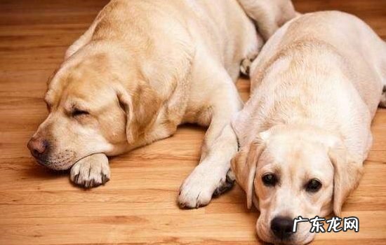 拉布拉多在郑州禁养吗 拉布拉多属于禁养犬吗