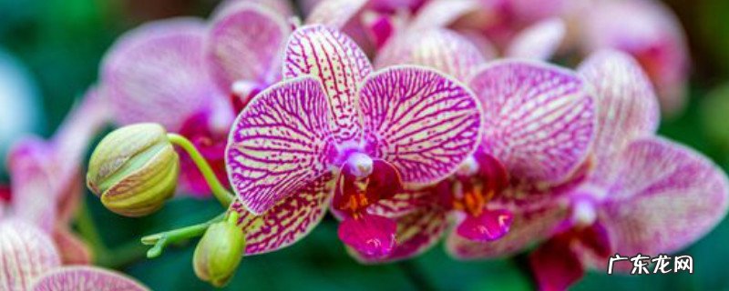 蝴蝶兰冬季养殖方法 蝴蝶兰夏季的养殖方法和注意事项