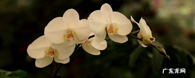 蝴蝶兰适合什么温度生长 蝴蝶兰夏天高温怎么养