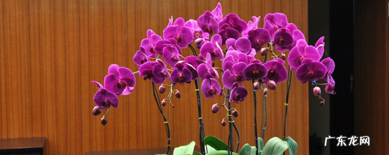 蝴蝶兰象征什么 蝴蝶兰寓意和象征意义
