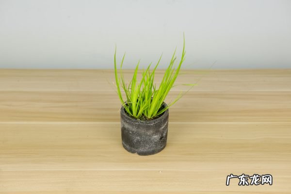 菖蒲怎么浇水,菖蒲叶尖干枯怎么办？