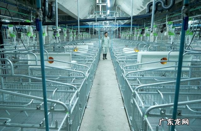 这是世界最大的养猪场 媒体探访湖北26层高养猪大楼