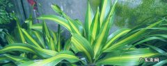 万年青的特点是什么 万年青的特点