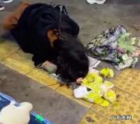 老人求上天把儿子还给他 女孩在梨泰院跪地哭喊男朋友不在了