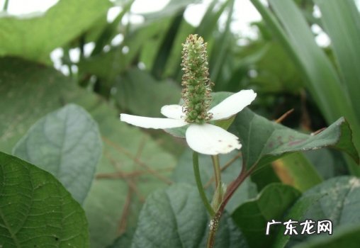 鱼腥草怎么吃对肺结节有好处 鱼腥草怎么吃