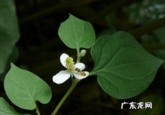 鱼腥草种植成本和利润 鱼腥草种植