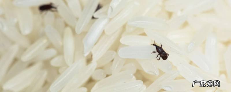 米里面有黑虫怎么办,米里面有黑色的虫怎么办